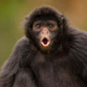 Meet your Posher, Vince